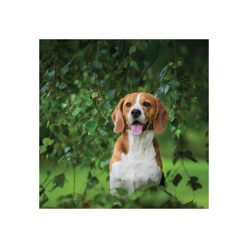 Beagle Black Glossy Mug