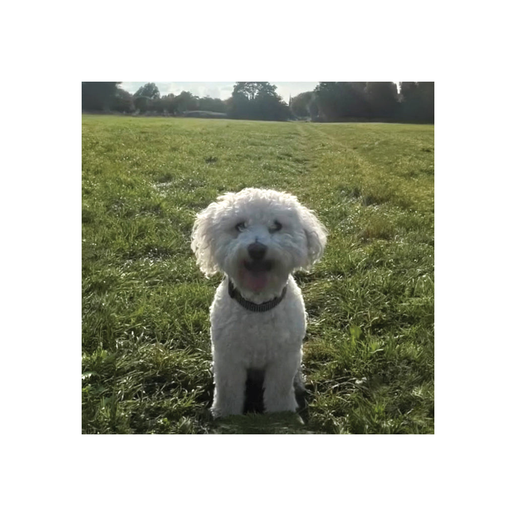 Bichon Frise Enamel Mug
