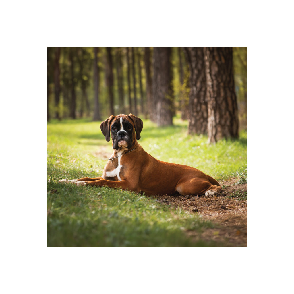 Boxer Black Glossy Mug