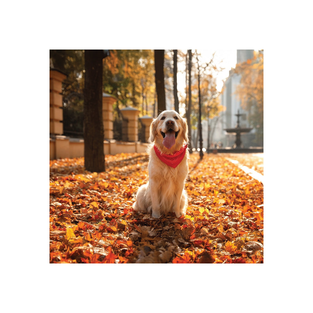 Golden Retriever Black Glossy Mug