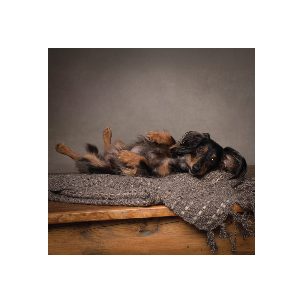 Long Haired Dachshund Enamel Mug